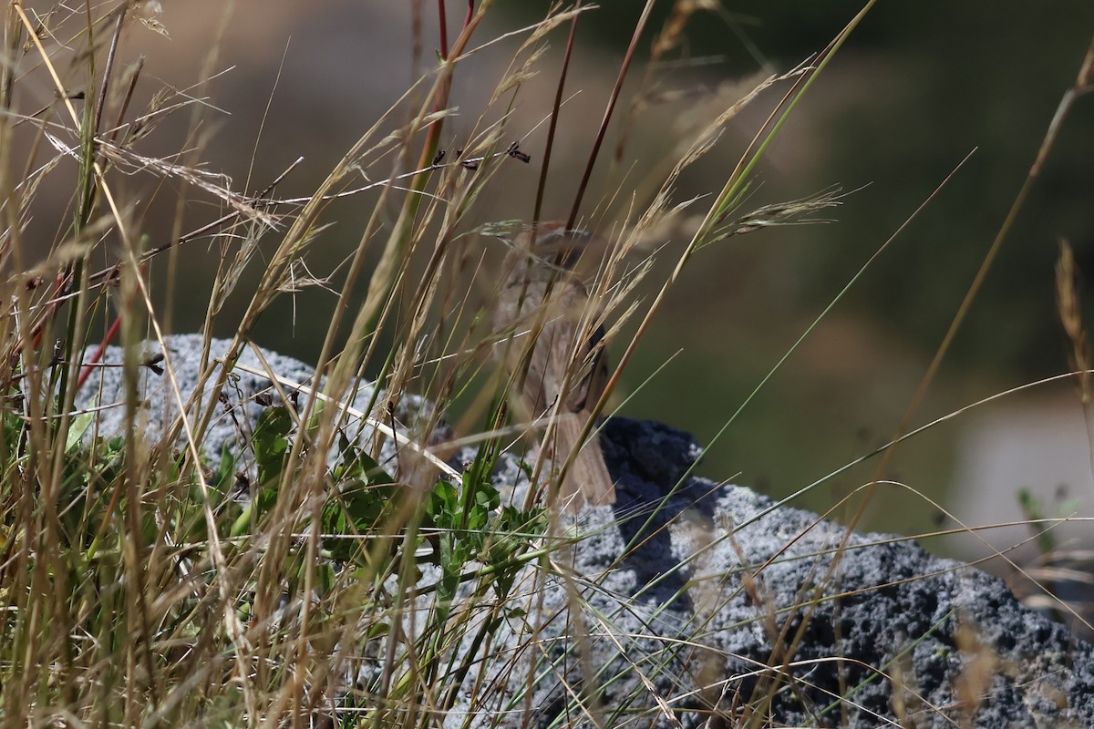 Rufous-crowned Sparrow - ML620654413