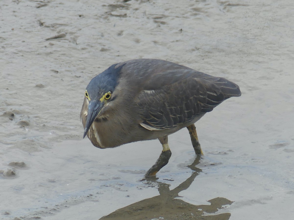 Striated Heron - ML620654416