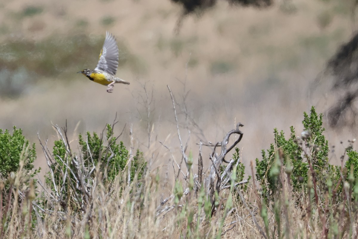 Western Meadowlark - ML620654419