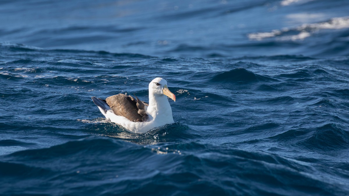 Albatros à sourcils noirs (impavida) - ML620654422