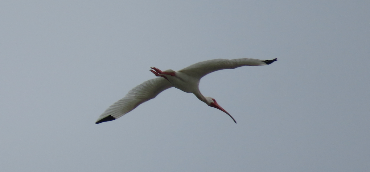 White Ibis - ML620654424