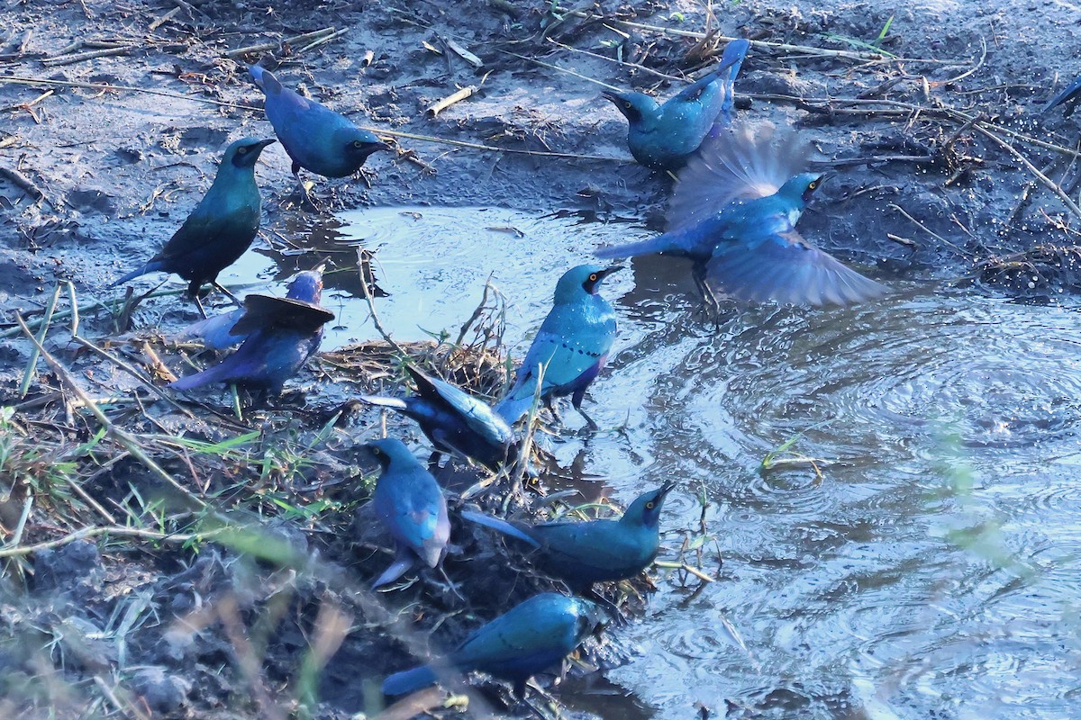 Greater Blue-eared Starling - ML620654428