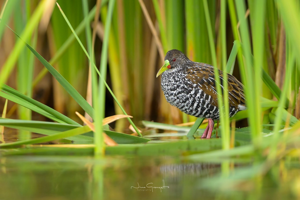 Spotted Rail - ML620654432