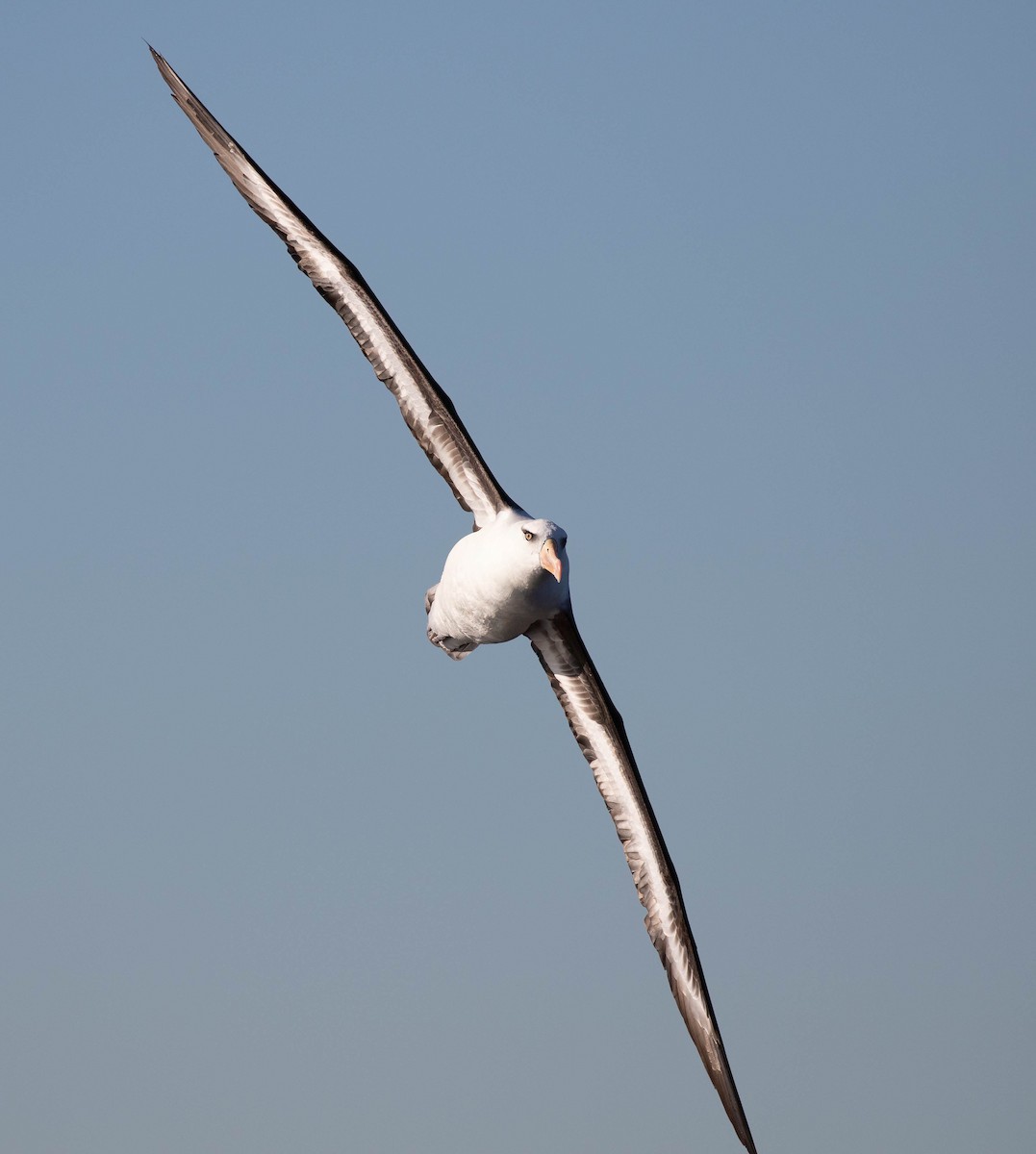 Black-browed Albatross (Campbell) - paul mclelland