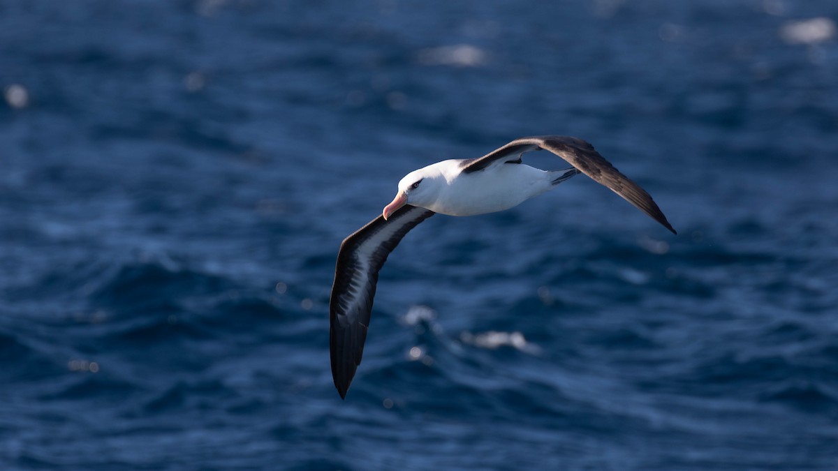 Albatros Ojeroso (impavida) - ML620654434