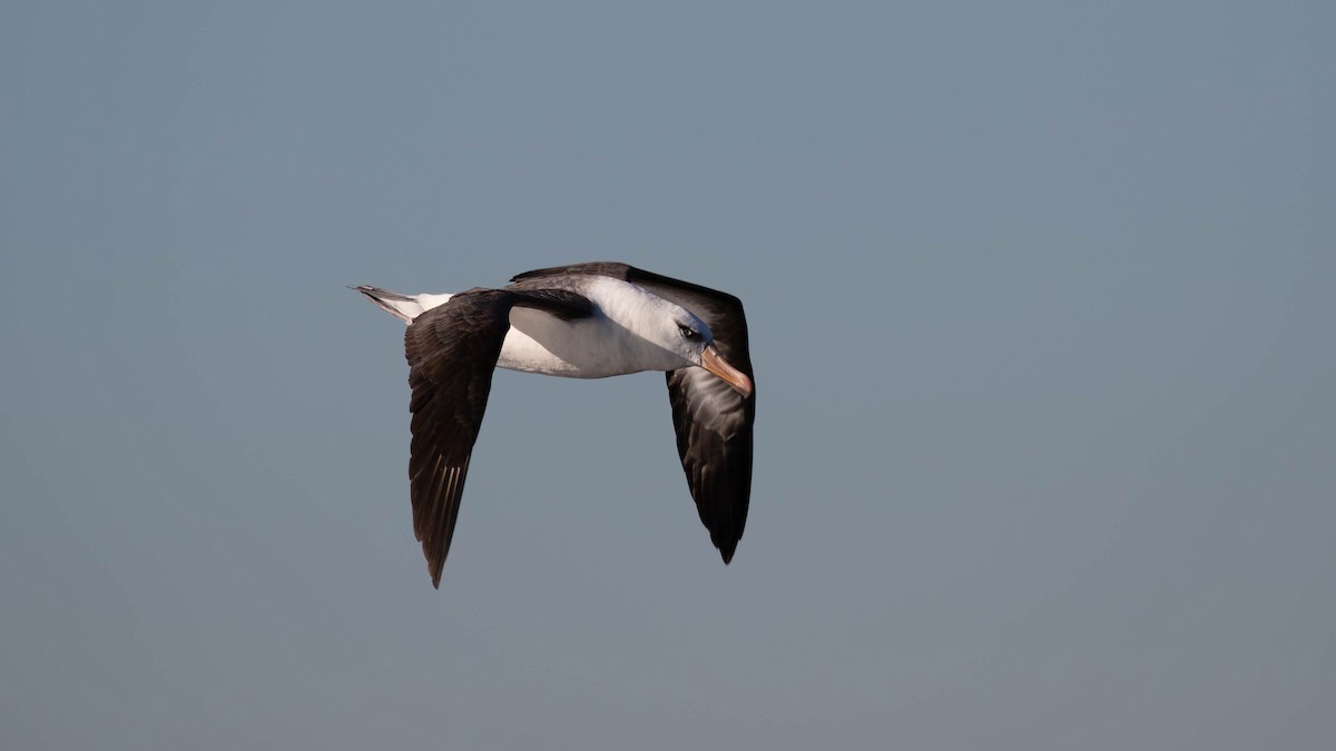 Schwarzbrauenalbatros (Campbellalbatros) - ML620654435