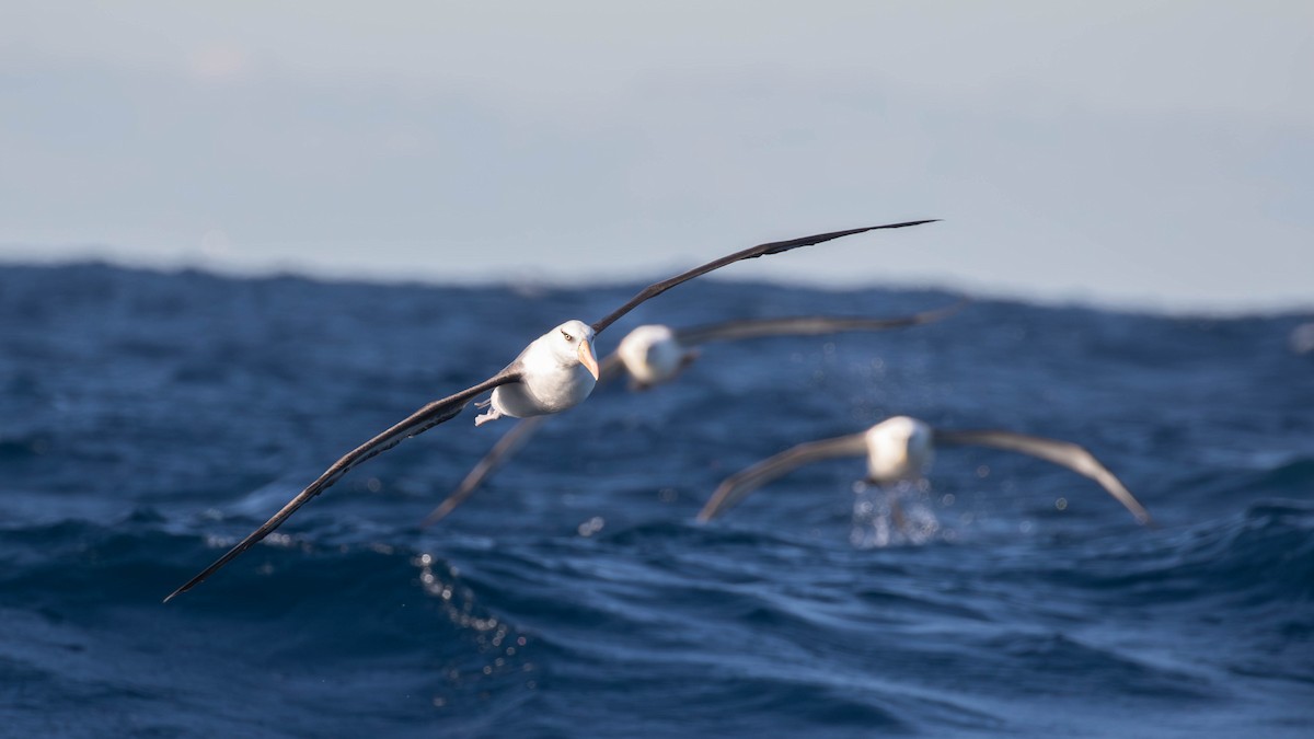 Albatros à sourcils noirs (impavida) - ML620654436