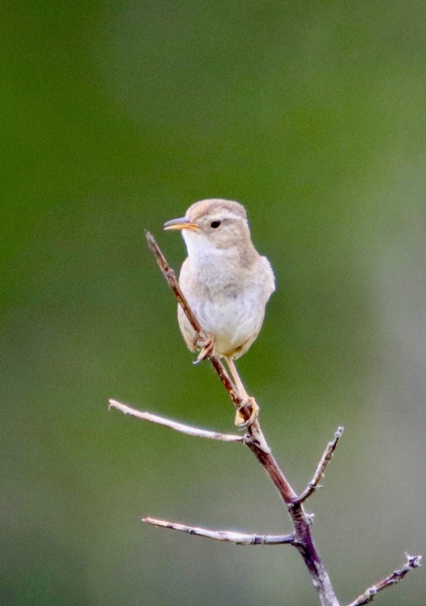 Marsh Wren - Butch Carter