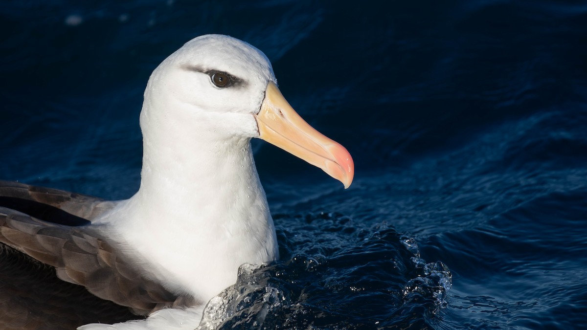 Albatros à sourcils noirs (melanophris) - ML620654448