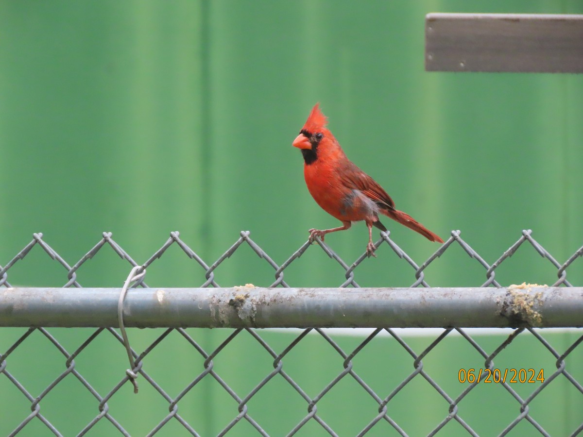 Northern Cardinal - Susan Leake