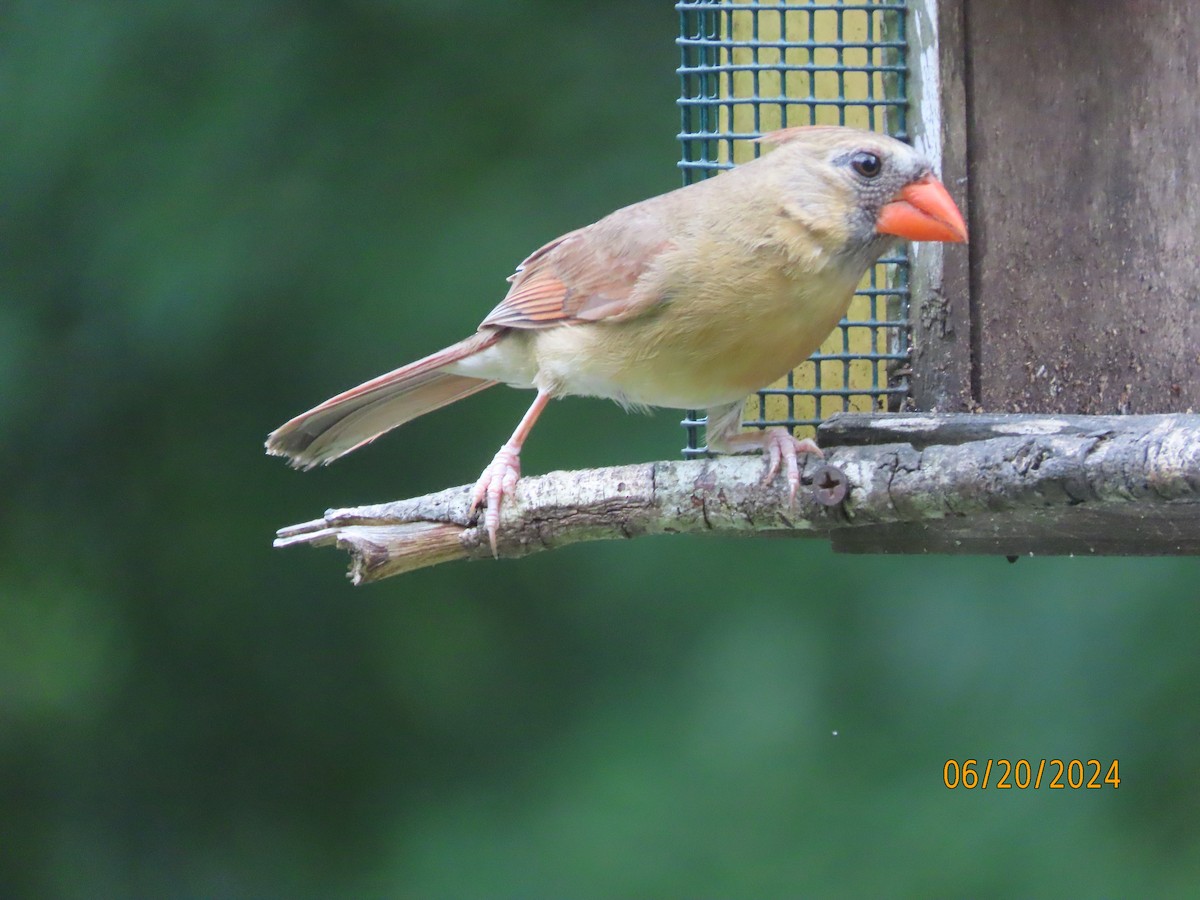 Northern Cardinal - ML620654456