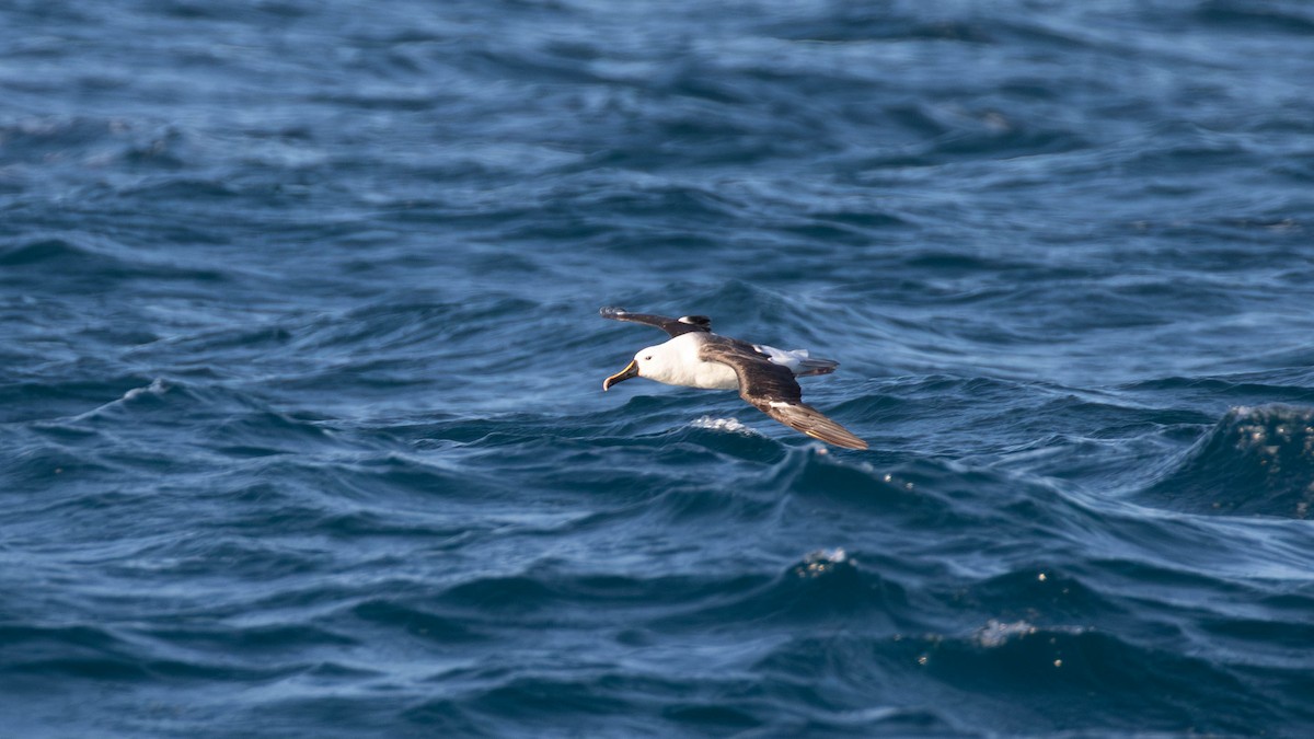 Indian Yellow-nosed Albatross - ML620654457
