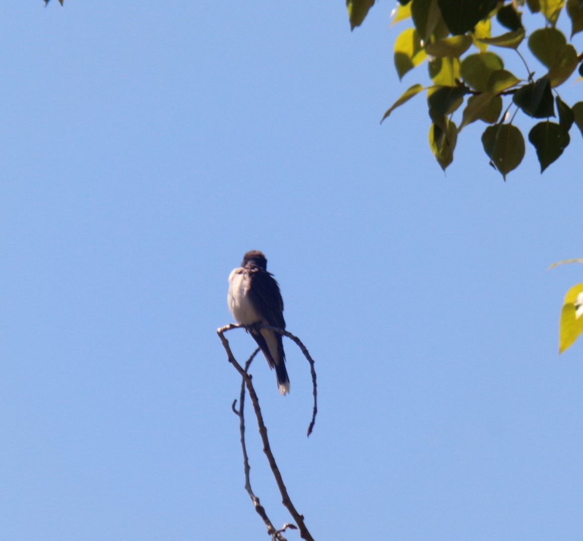 Eastern Kingbird - ML620654459