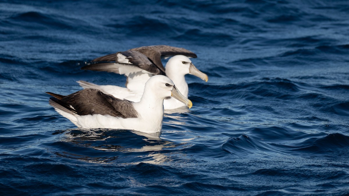 Albatros à cape blanche - ML620654460