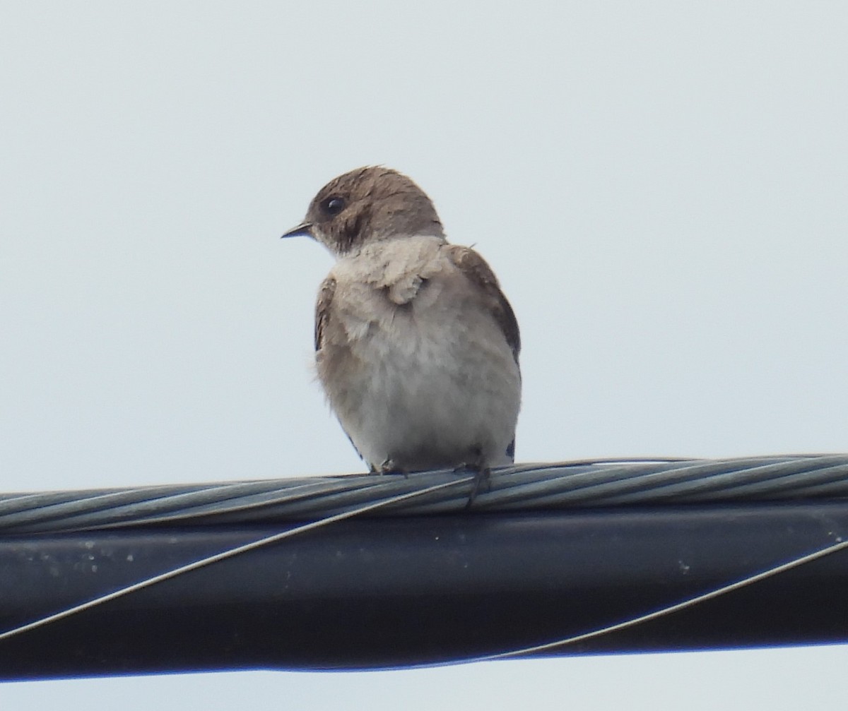 Northern Rough-winged Swallow - ML620654462