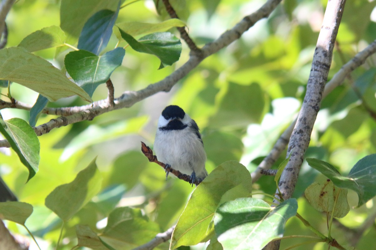 Mésange à tête noire - ML620654466