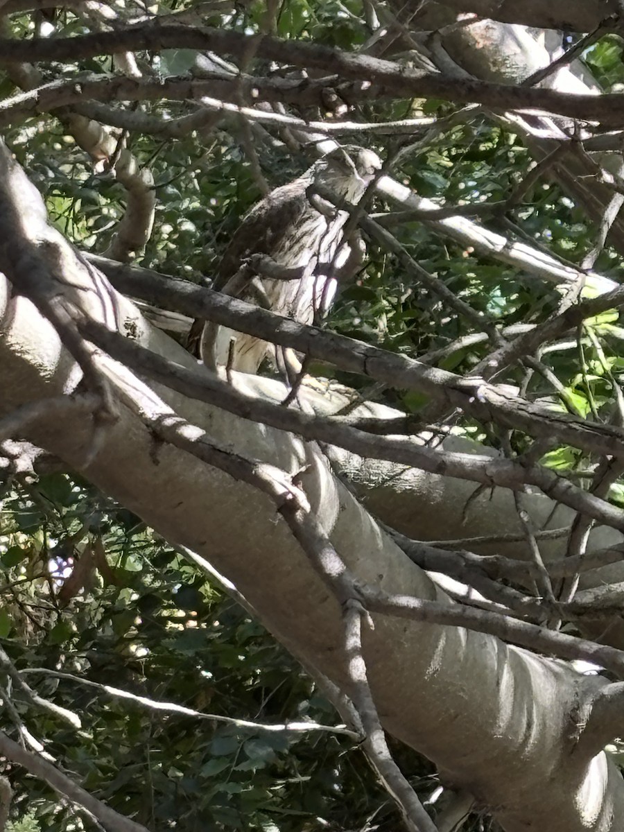 Cooper's Hawk - ML620654468