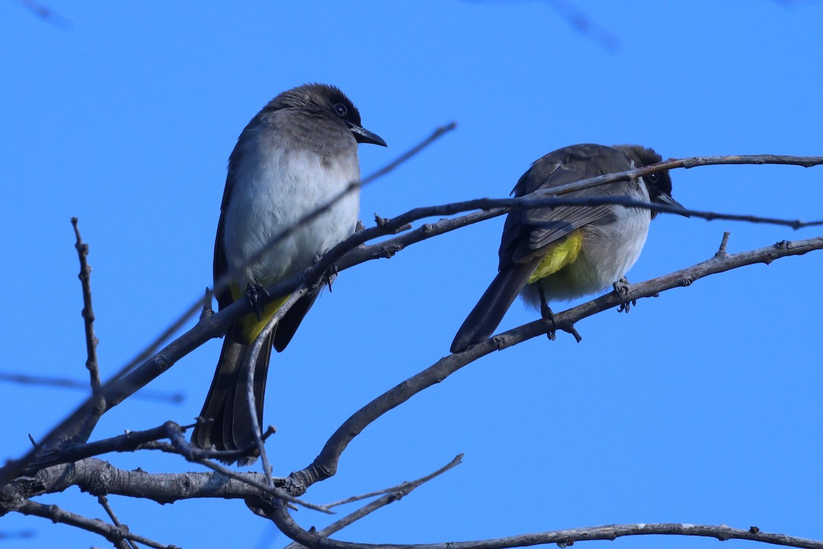 Common Bulbul - ML620654472