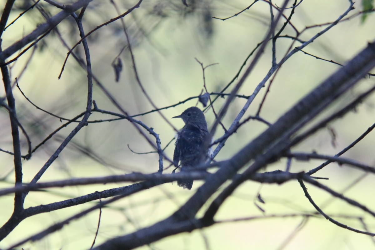 House Wren - ML620654473