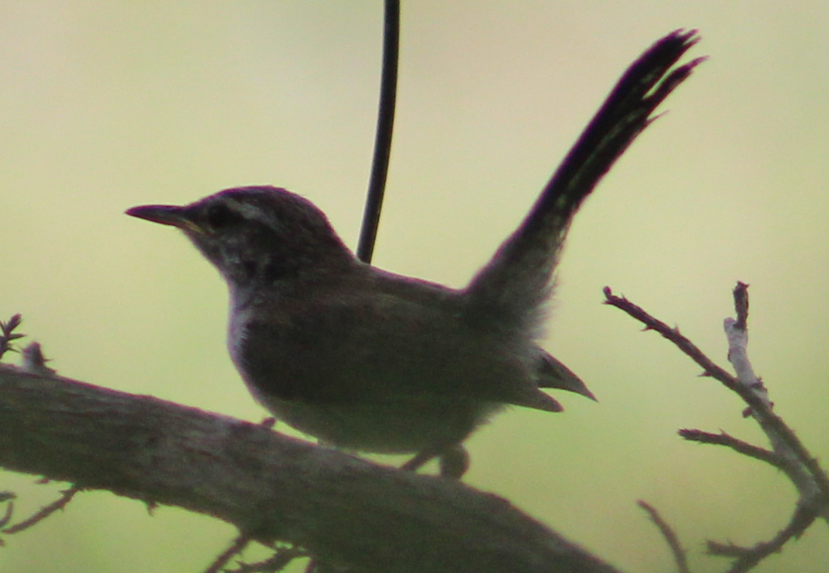 Bewick's Wren - ML620654474