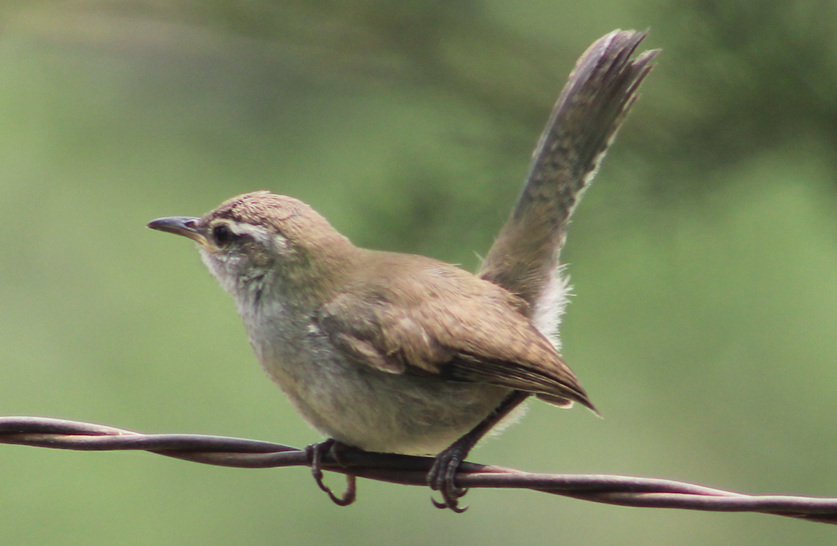 Bewick's Wren - ML620654477