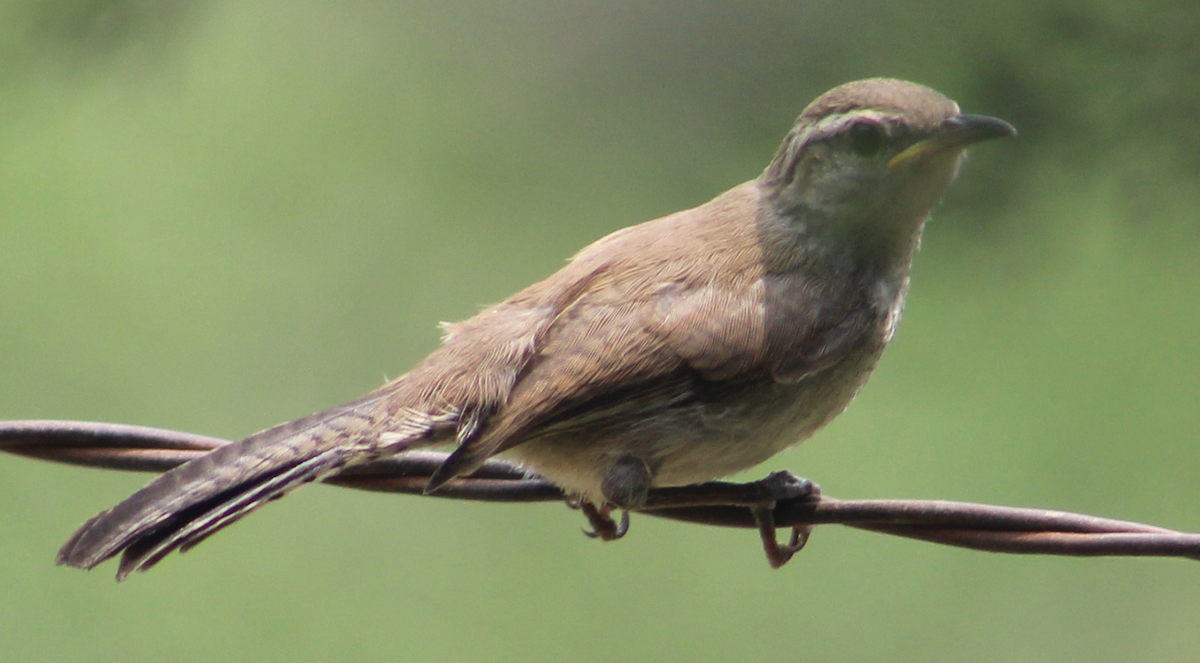 Bewick's Wren - ML620654478