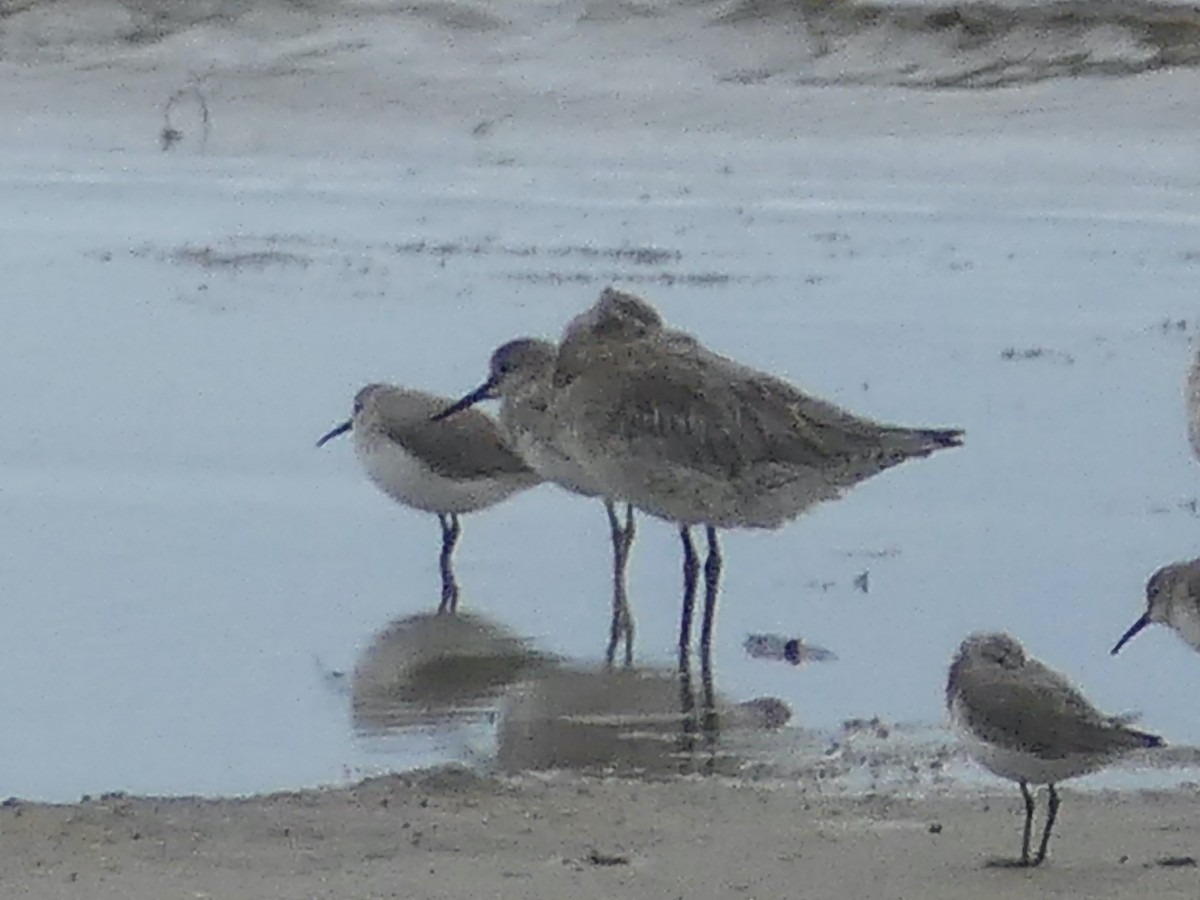 ub. vader (Charadriiformes sp.) - ML620654485