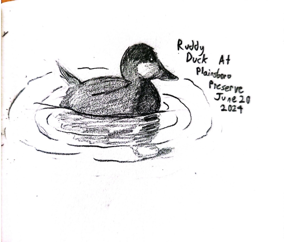 Ruddy Duck - Anagha R