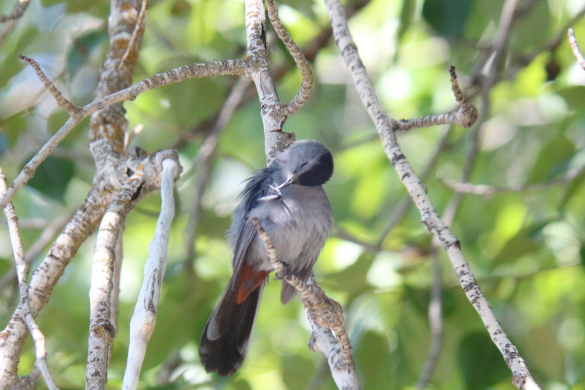 Gray Catbird - ML620654487