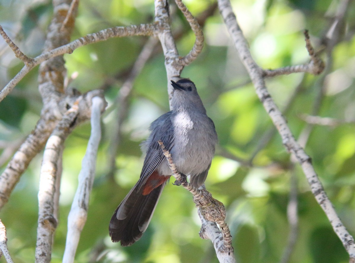 Pájaro Gato Gris - ML620654488