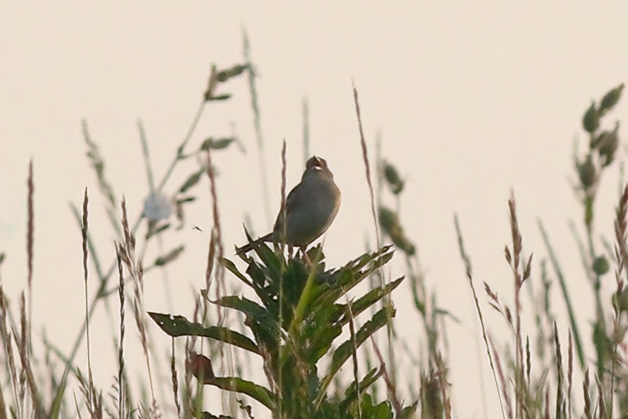 Grasshopper Sparrow - ML620654491