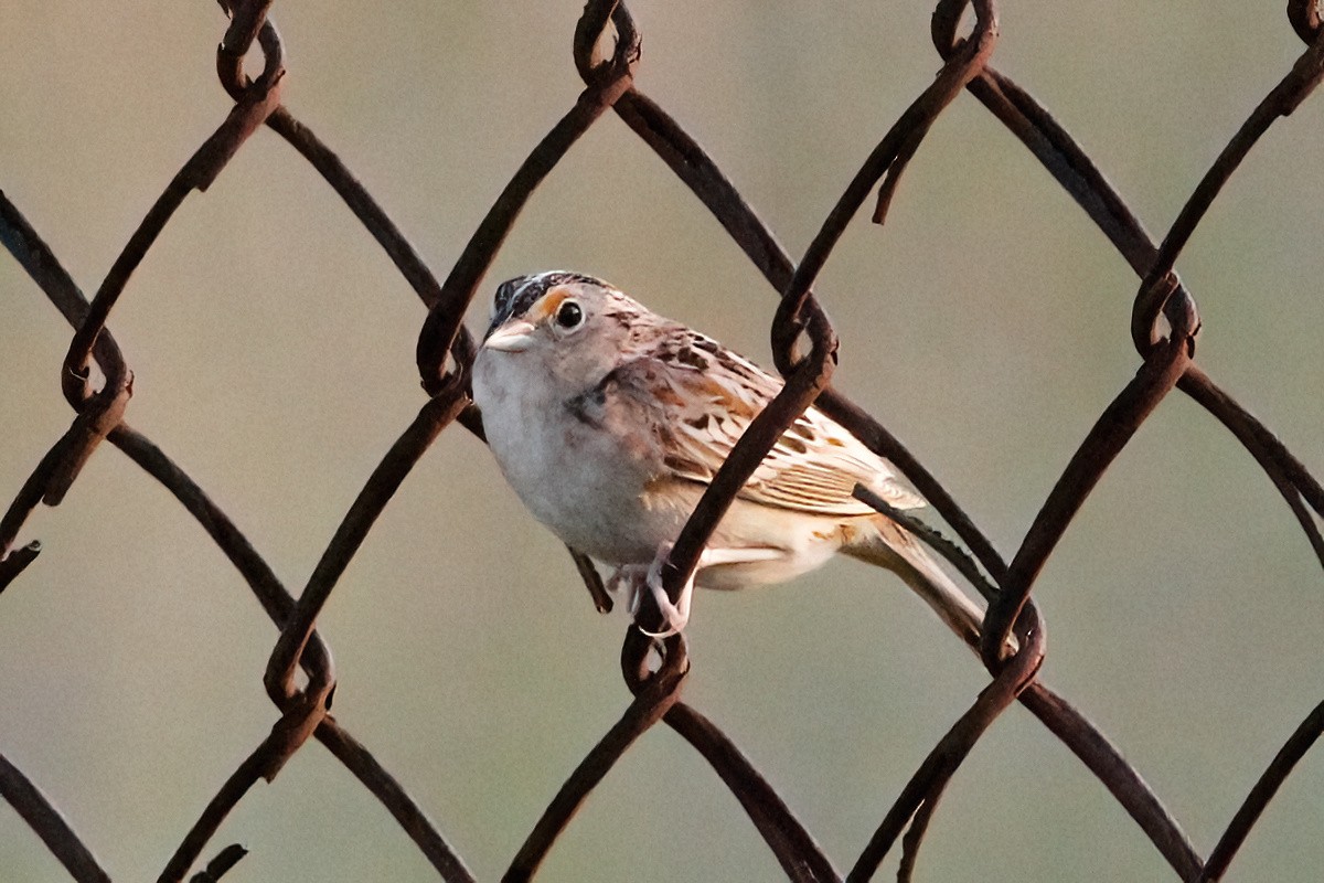 Grasshopper Sparrow - ML620654493