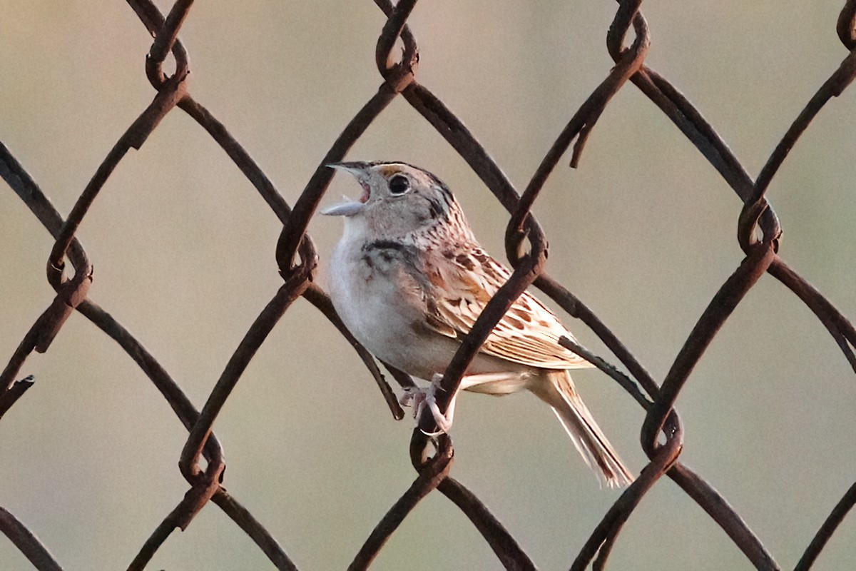 Grasshopper Sparrow - ML620654495