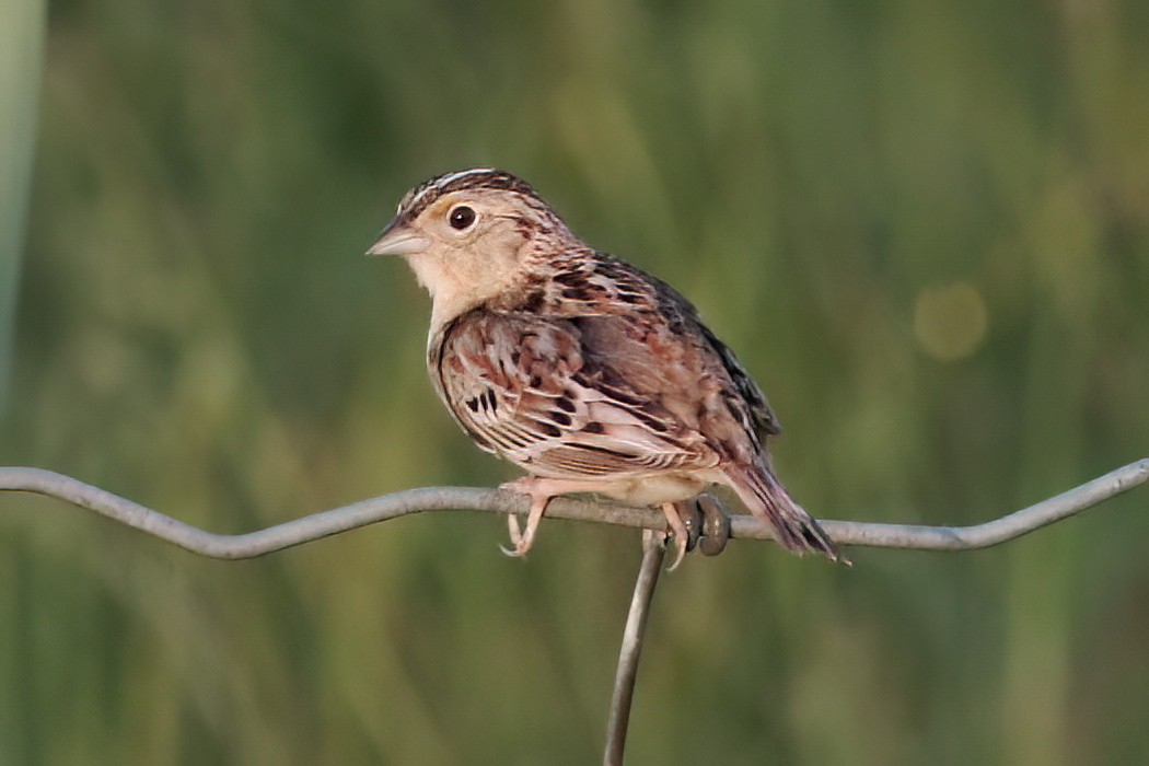 Grasshopper Sparrow - ML620654496