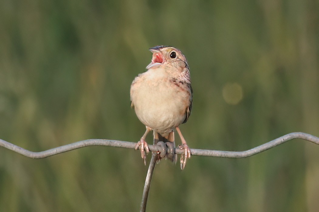 Grasshopper Sparrow - ML620654497