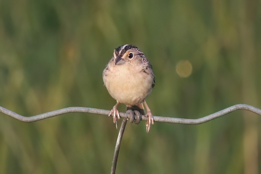 Grasshopper Sparrow - ML620654499