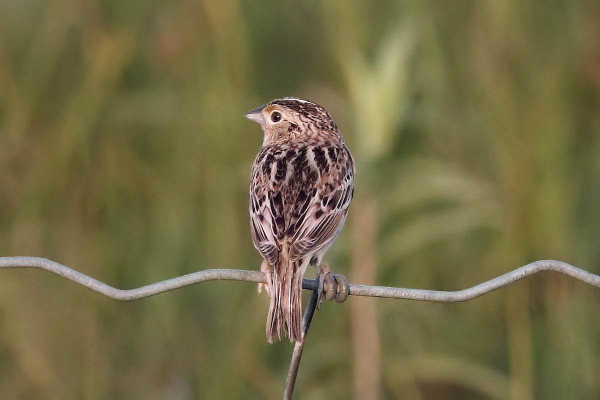 Grasshopper Sparrow - ML620654502