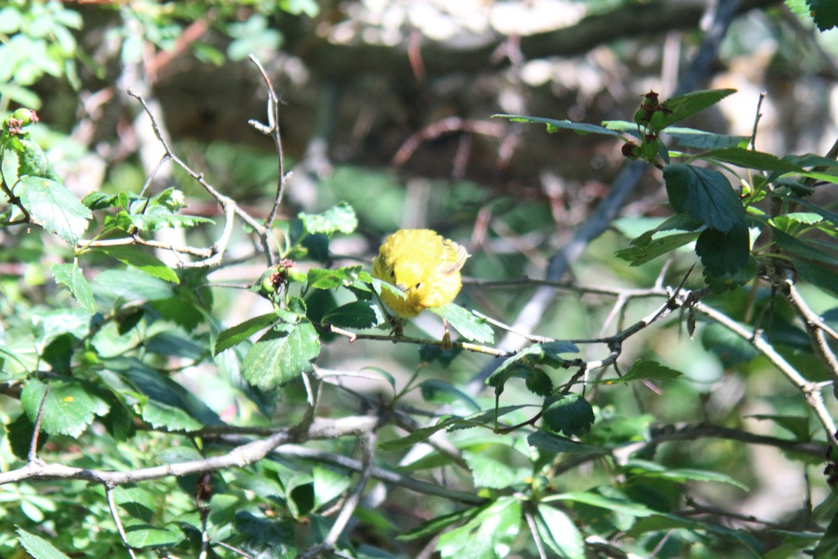 Yellow Warbler - ML620654503