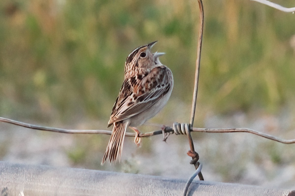 Grasshopper Sparrow - ML620654508