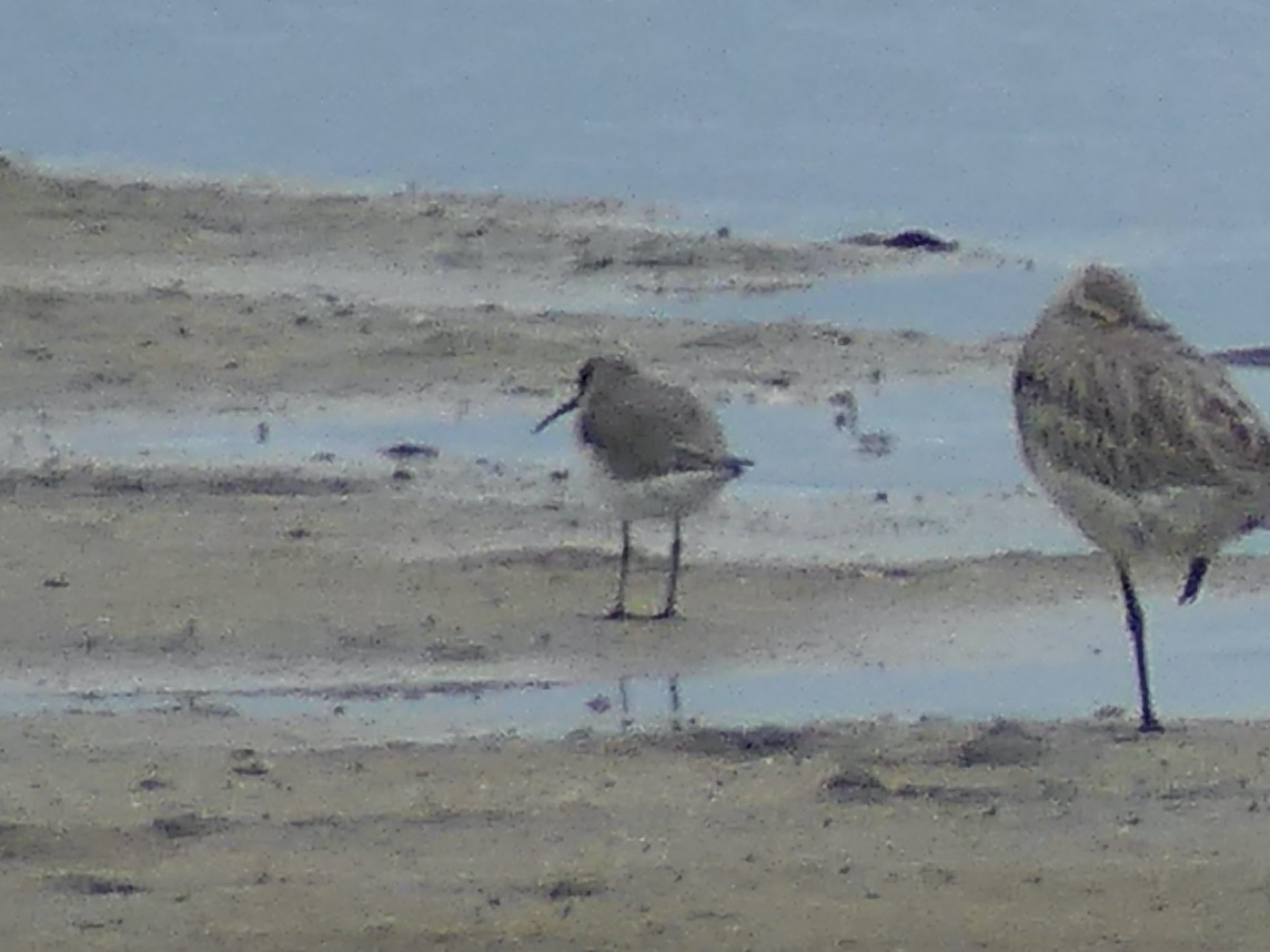 Curlew Sandpiper - ML620654513