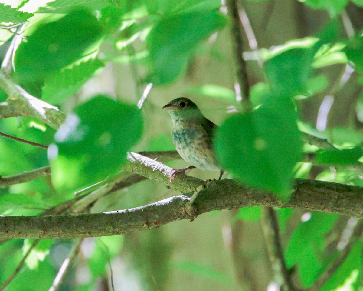 Indigo Bunting - Daniel S.