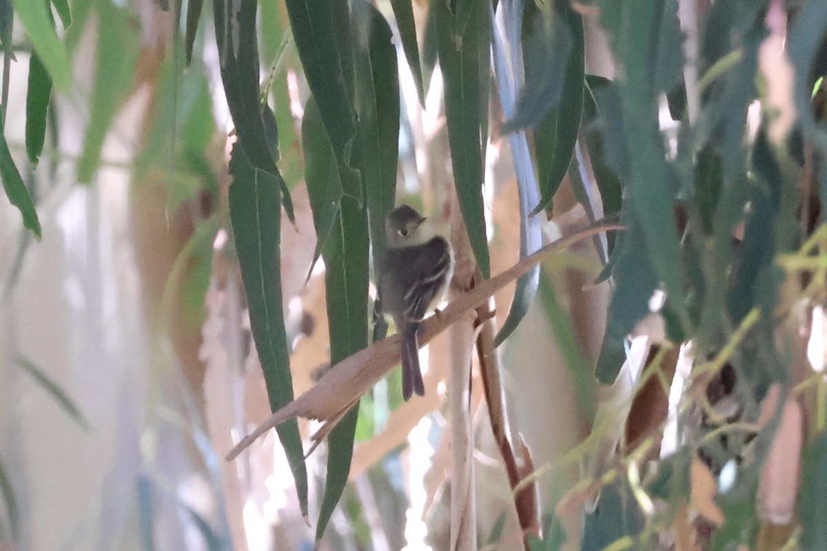 Western Flycatcher - ML620654517