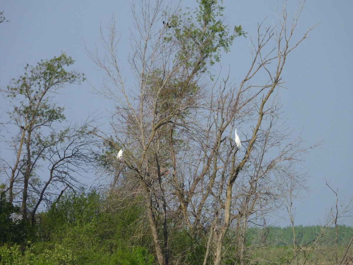 Great Egret - ML620654519