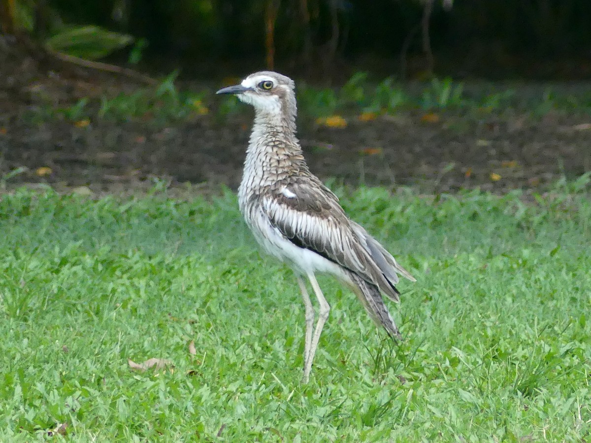 Bush Thick-knee - Eamon Corbett