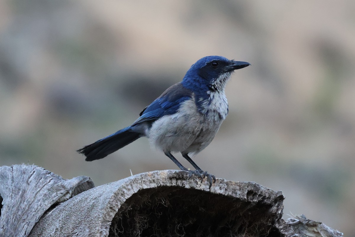 Island Scrub-Jay - ML620654526