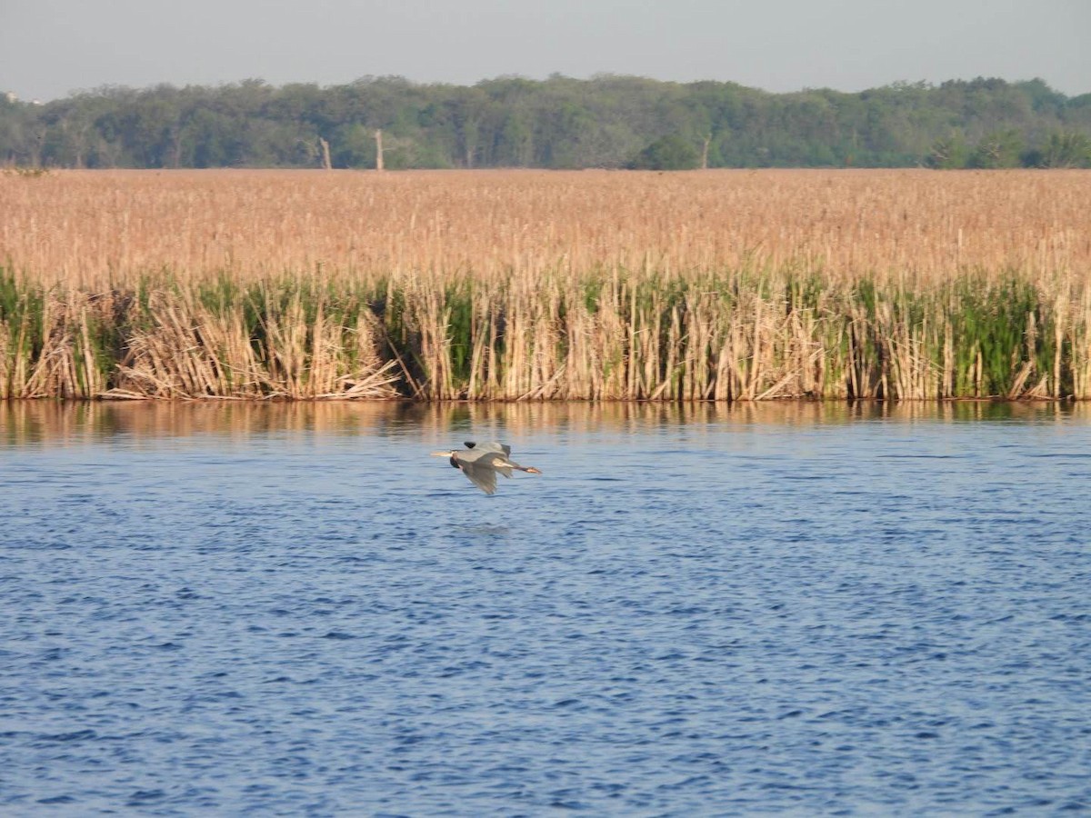 Great Blue Heron - ML620654530