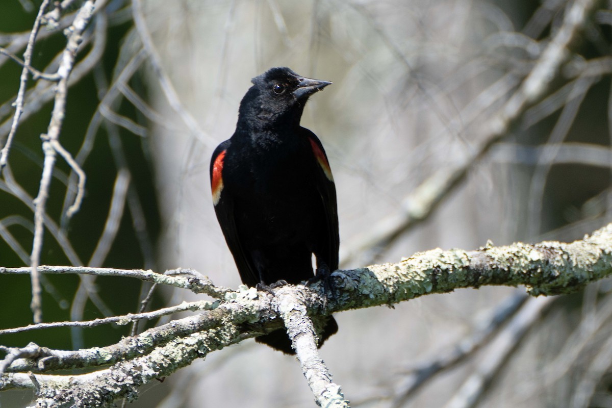 Red-winged Blackbird - ML620654531