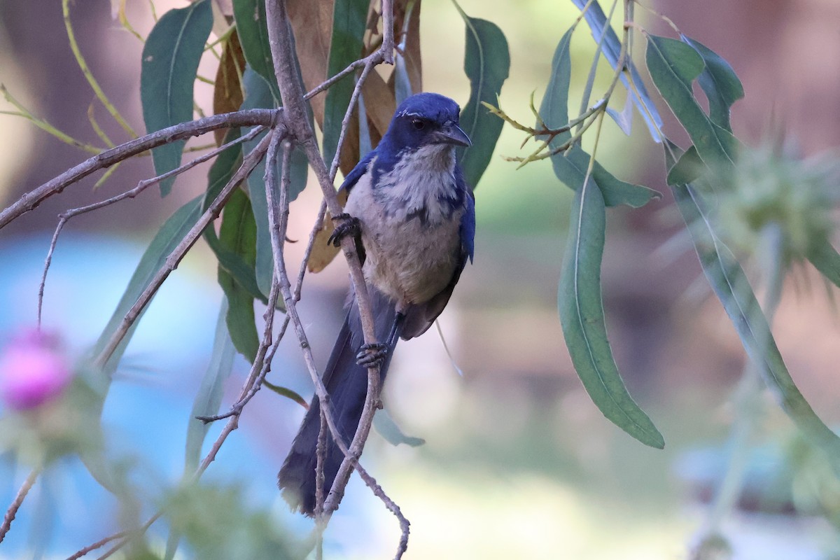 Island Scrub-Jay - ML620654539