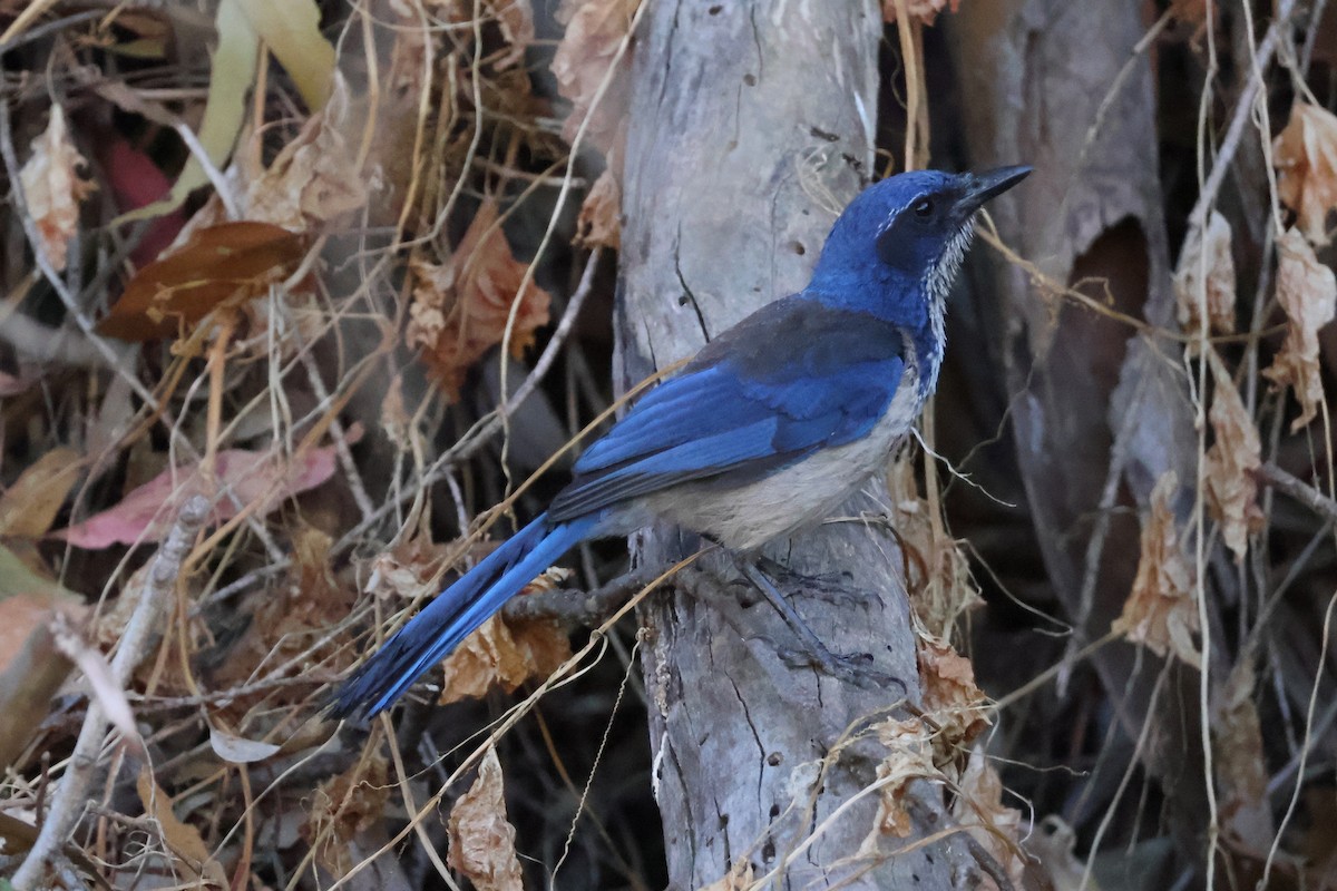 Island Scrub-Jay - ML620654541