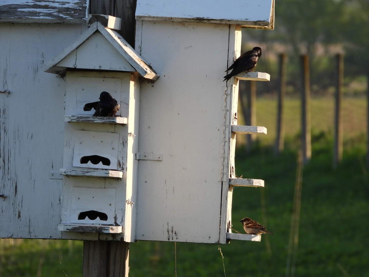 Purple Martin - ML620654542